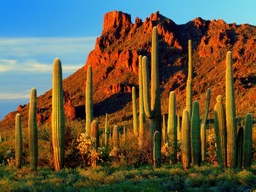 mountain saguaros