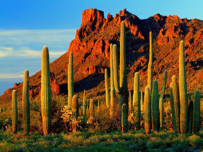 Mountain Saguaros