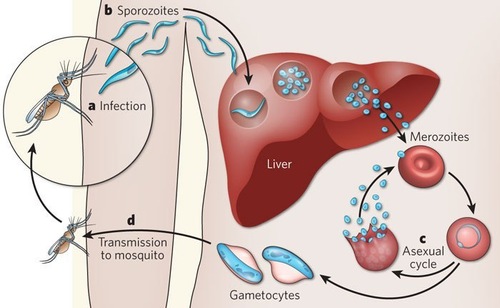 malaria-med.jpg