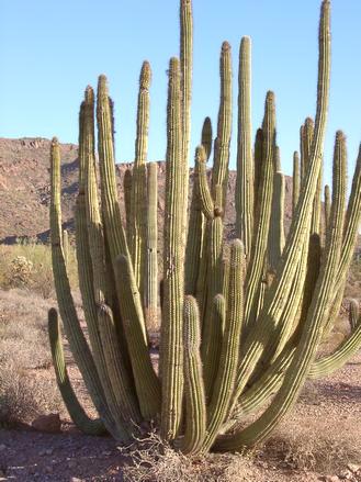 organ_pipe_cactus.jpg