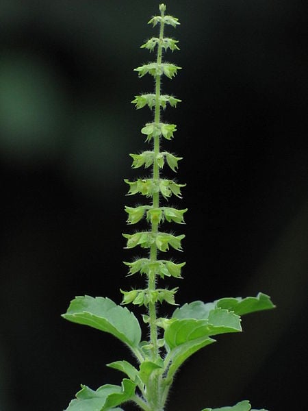 aug2021/Tulsi-flower_2021jul26.jpg